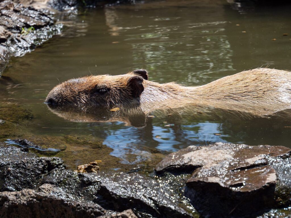 カピバラさんの水浴び