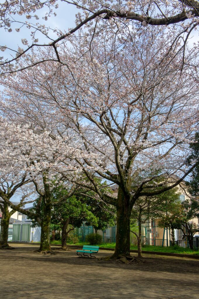 神奈川県秦野市 よねやま公園の桜